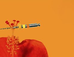 Endodontic Congress in Rome