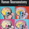 1522999818 human neuroanatomy 2nd edition 2.jpg