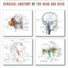 Surgical Anatomy of the Head and Neck Surgical Anatomy of the Head and Neck