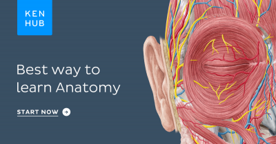 KenHub Anatomy and Histology 2018 (Videos) KenHub Anatomy and Histology 2018 (Videos)