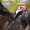 Forensic Taphonomy and Ecology of North American Scavengers 2018 Original pdf