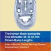 The Human Brain during the First Trimester 40- to 42-mm Crown-Rump Lengths: Atlas of Human Central Nervous System Development, Volume 6 (Original PDF from Publisher) The Human Brain during the First Trimester 40- to 42-mm Crown-Rump Lengths: Atlas of Human Central Nervous System Development, Volume 6 (Original PDF from Publisher)