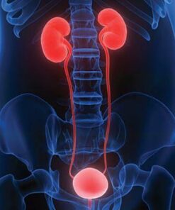 Comprehensive Review of Urology 2021
